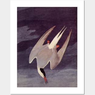 Arctic Tern Posters and Art